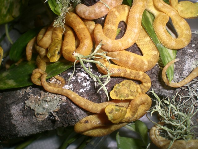 baby schlegs 2012.jpg [93 Kb]
